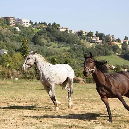 Vecchia Monta * Campofilone